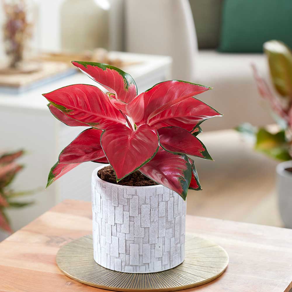 Tanaman Aglaonema di Kantor