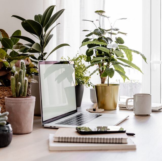 Tanaman Hias yang Cocok untuk Diletakkan di Sudut Kantor