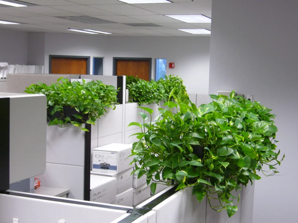 Tanaman Pothos di Kantor